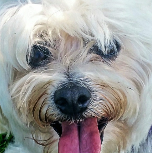 Meet your Posher - Picture 2 of 8